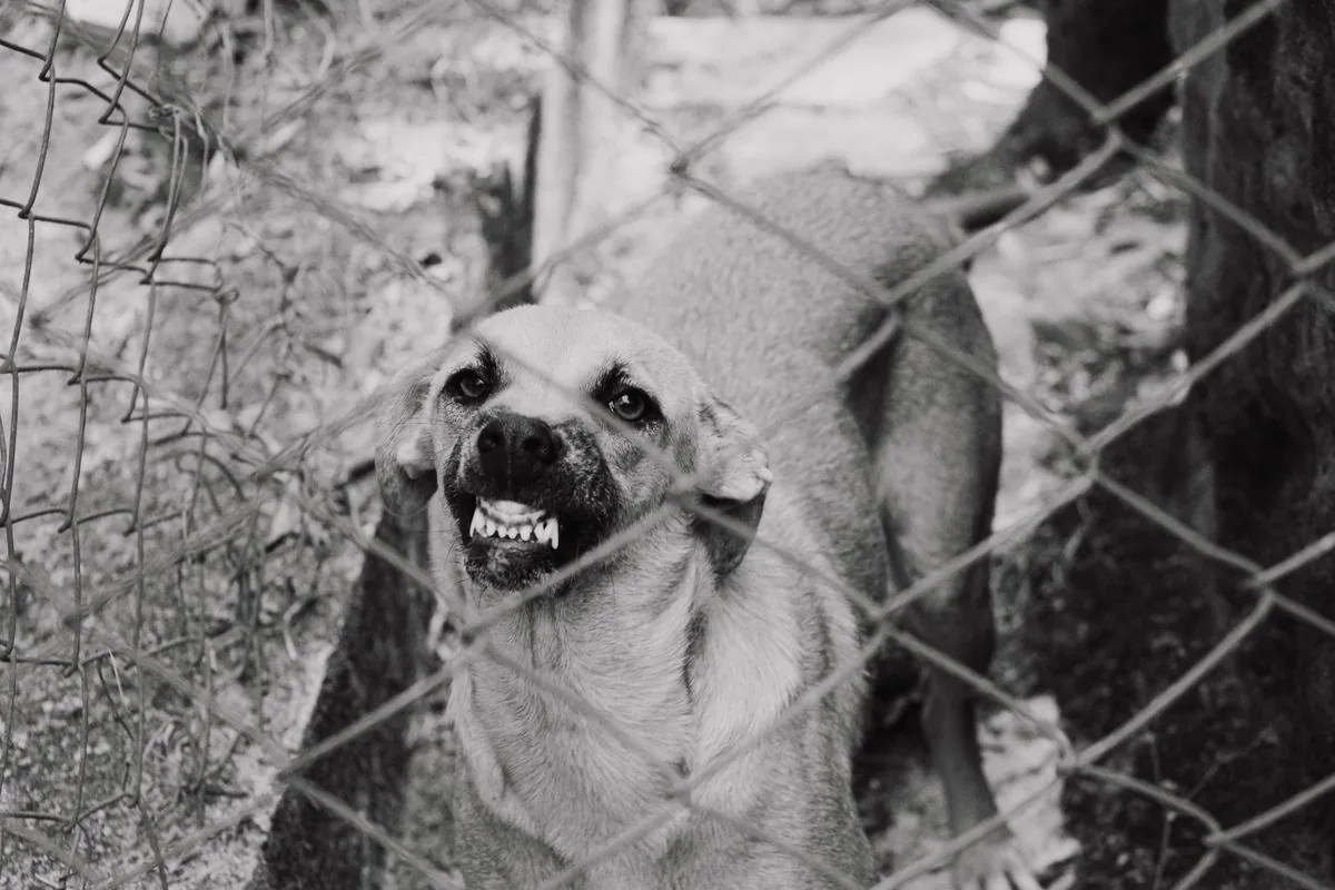 Dog baring its teeth behind a chain-link fence
