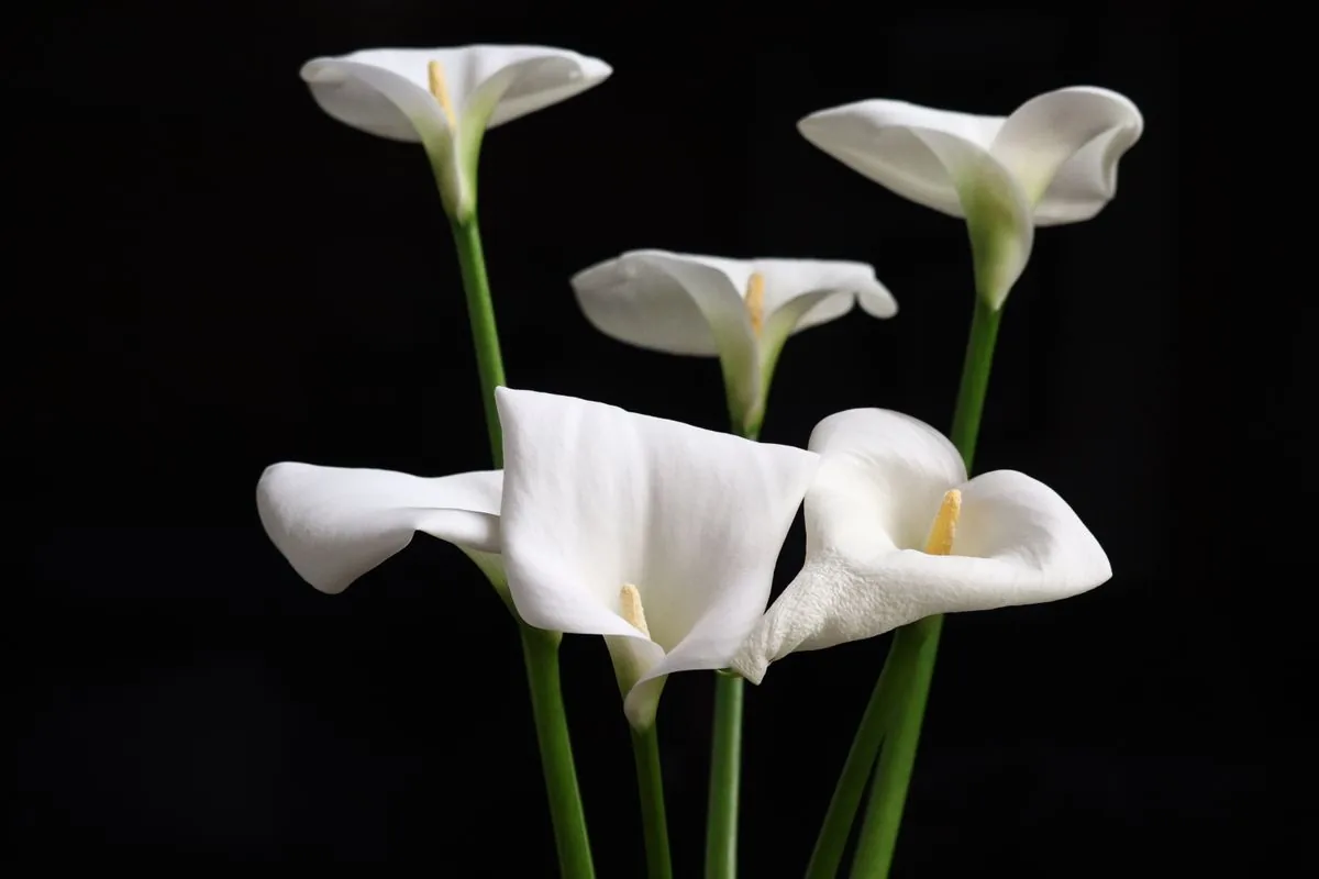 White calla lilies against a dark background